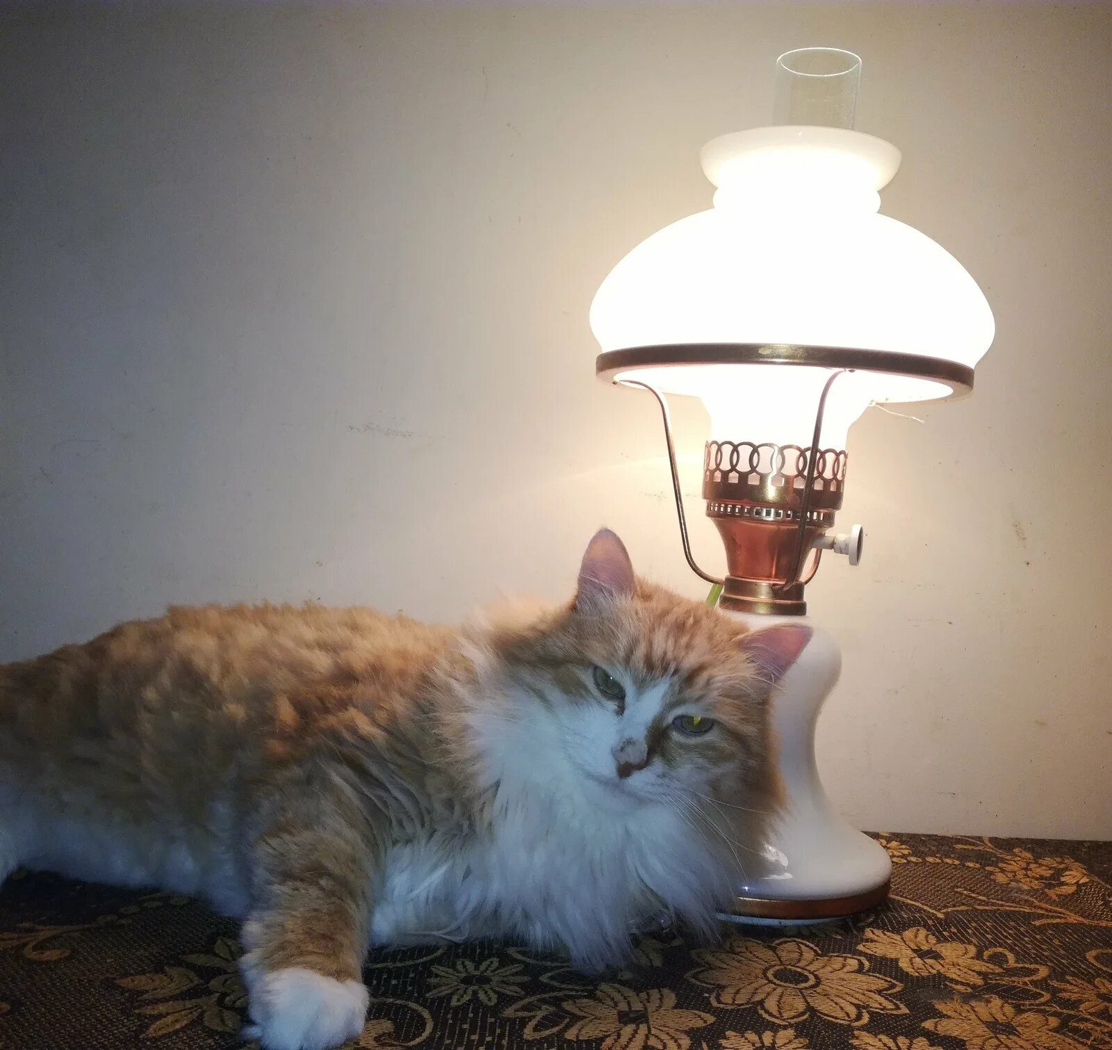 Кот с лампой. Котолампа. котик под лампой. кот под настольной лампой. кот и лампа на столе.