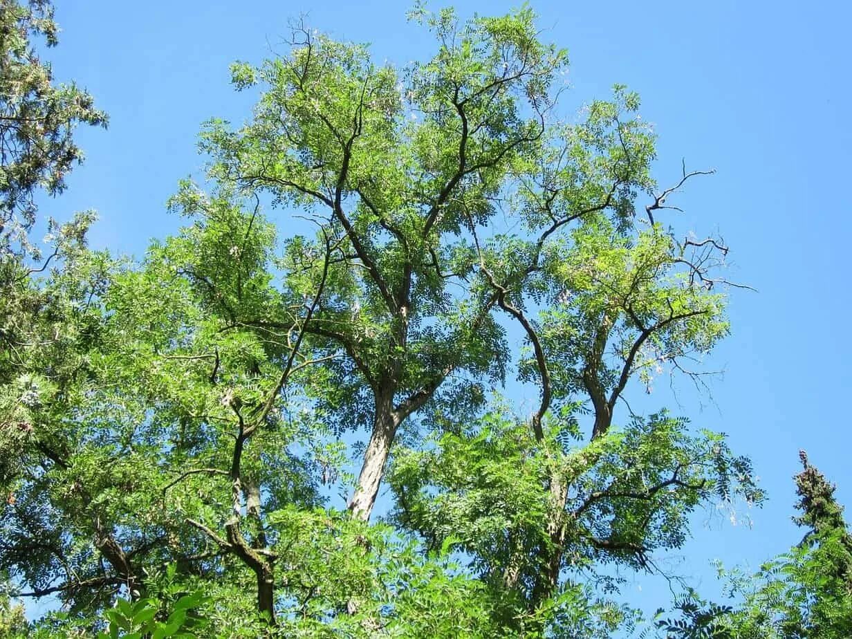 Vs tree