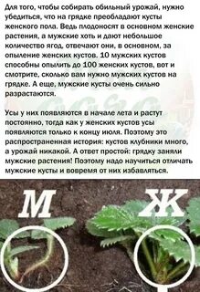 Женские усы клубники