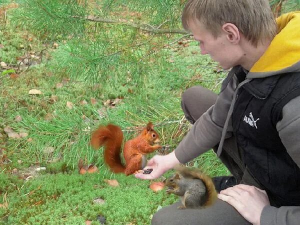 Плюсы и минусы диких животных дома. Кормление диких животных. Школьники кормят животных. Дети кормят диких животных. Фото где кормят диких животных.