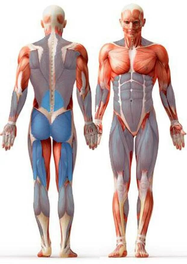 Мышцы. Анатомия мышц. Мышечная анатомия тела. Мускулы человека. Главная мышца тела