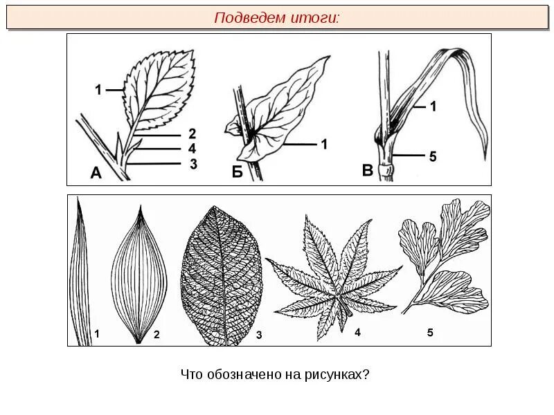 Форма листьев схема