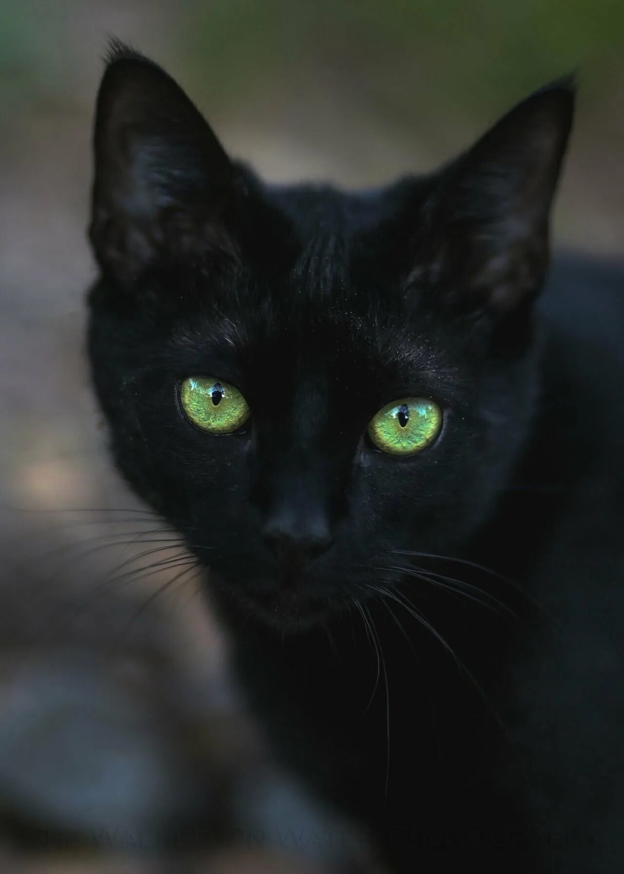 Бомбейская кошка. Бомбейская кошка черно белая. Черная Бомбейская кошка с зелеными глазами. Бомбейская кошка с зелеными глазами. Порода кошек с черными глазами