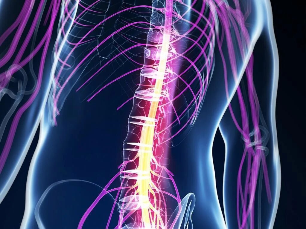 Травматических повреждений мозга. Восстановление спинного мозга. Заболевания позвоночника спинной мозг. Стволовые клетки спинного мозга.