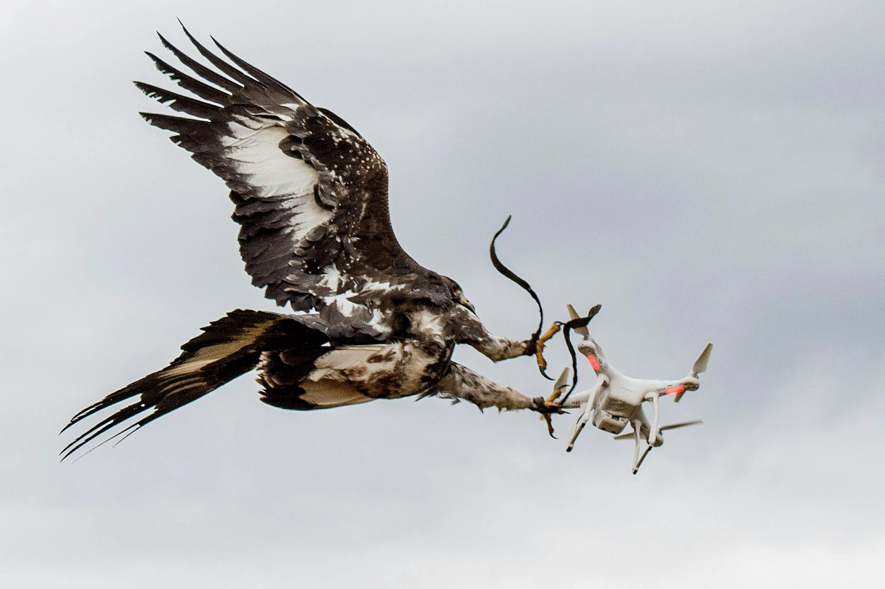 Нападение птицы. Квадрокоптер птица. Птицы против дронов. Орел дрон. Птица атакует.