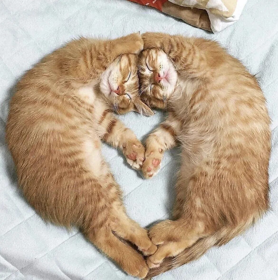 Обнимаю прикол. Котики вместе. Котята спят в обнимку. Коты в обнимку. Кошки обнимашки.