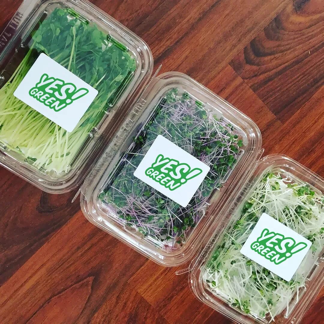 Ферма микрозелень (microgreens).. Микрозелень упаковка. Упаковка для зелени. Пакет для микрозелени.