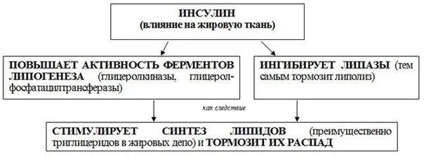 Как инсулин влияет на гликоген. Влияние инсулина на жировую ткань. влияние инсулина на метаболизм белой жировой ткани. инсулин и липидный обмен. влияние инсулина на жировой обмен.