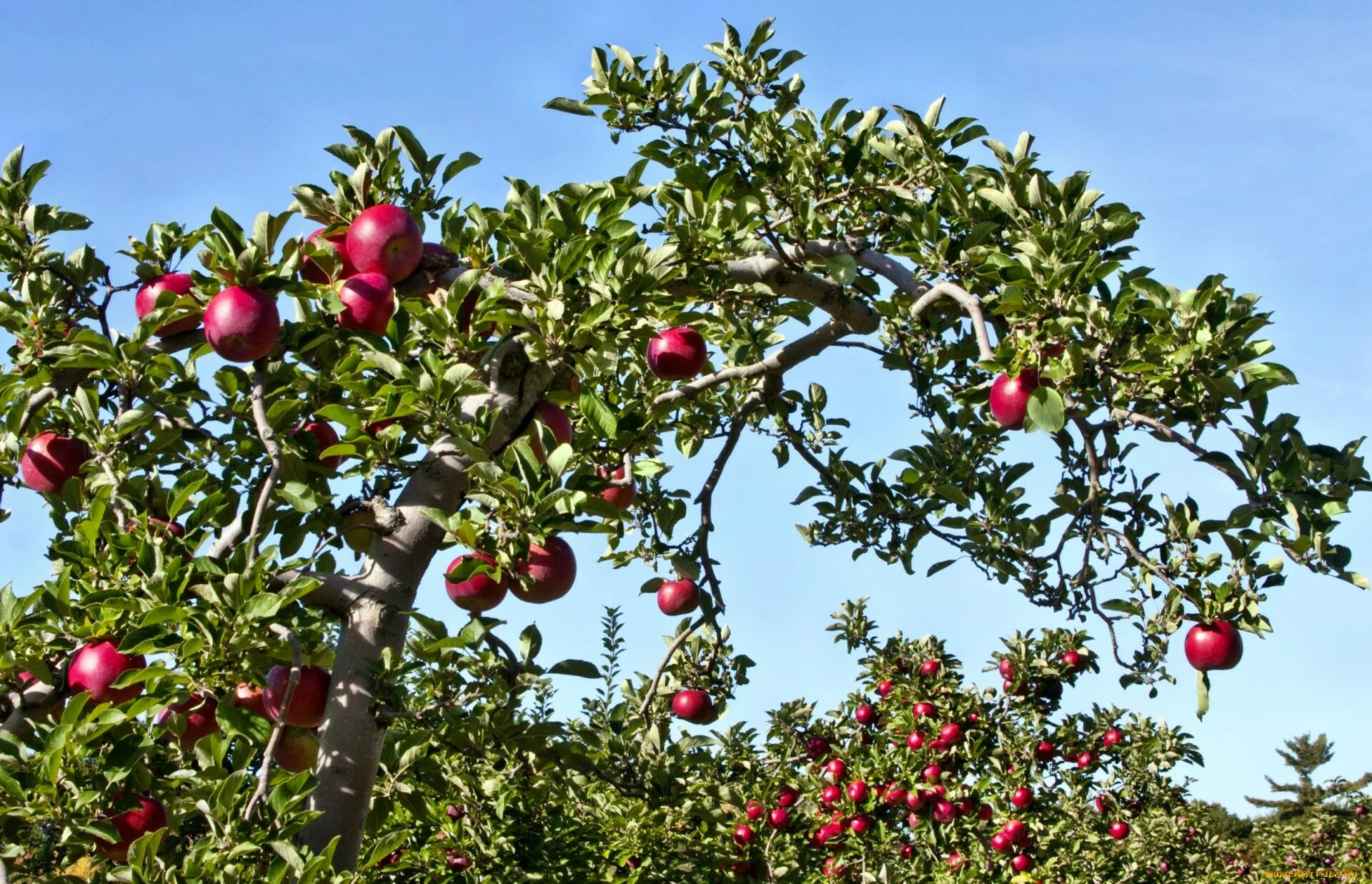 В саду где растут яблоки 2 сортов. Дашогуз яблоко дерево. Фруктовые деревья для сада. Деревья и плоды. Плод яблони.