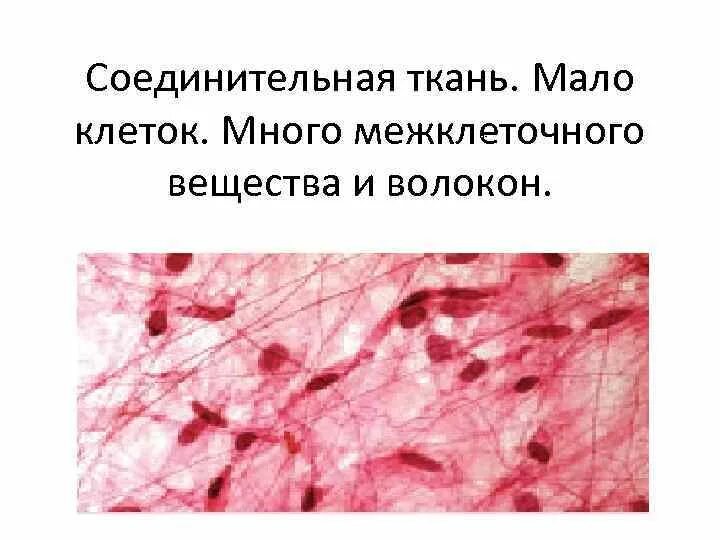 свойство клеток мышечной ткани. функции клеток мышечной ткани. гладкая мышечная ткань строение и функции. свойство клеток мышечной ткани. свойство клеток мышечной ткани.