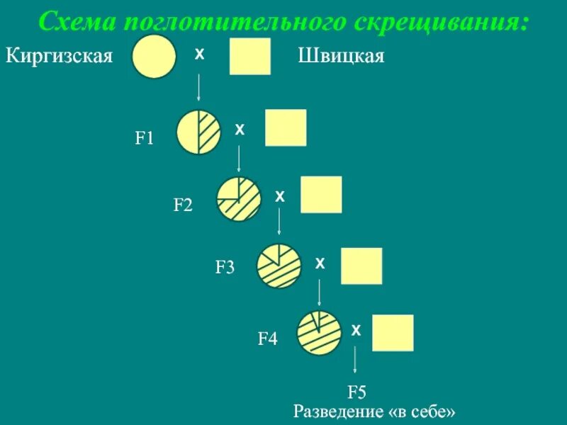 Схема воспроизводительного скрещивания. Поглотительное скрещивание. Схемы скрещивания в животноводстве. Поглотительное скрещивание в животноводстве.