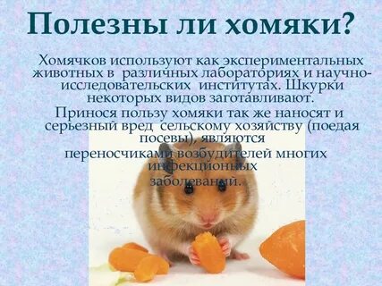 Имя сирийскому хомяку