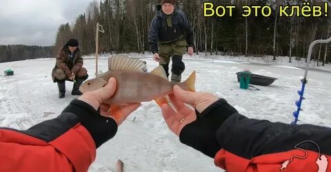 Окунь на коми
