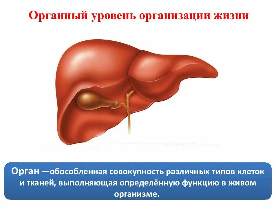 Органный уровень организации. Органный уровень организации жизни. Печень выделяет в кровь