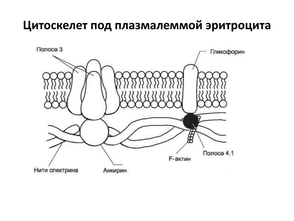 Плазмолемма эритроцита. Белки цитоскелета эритроцита. Строение эритроцита спектрин. Строение плазмолеммы эритроцита. Белки плазмолеммы эритроцита.