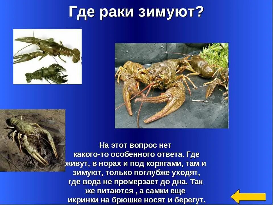 Речной лобстер. Рак википедия. Рак википедия. Raik. Cherax misolicus.