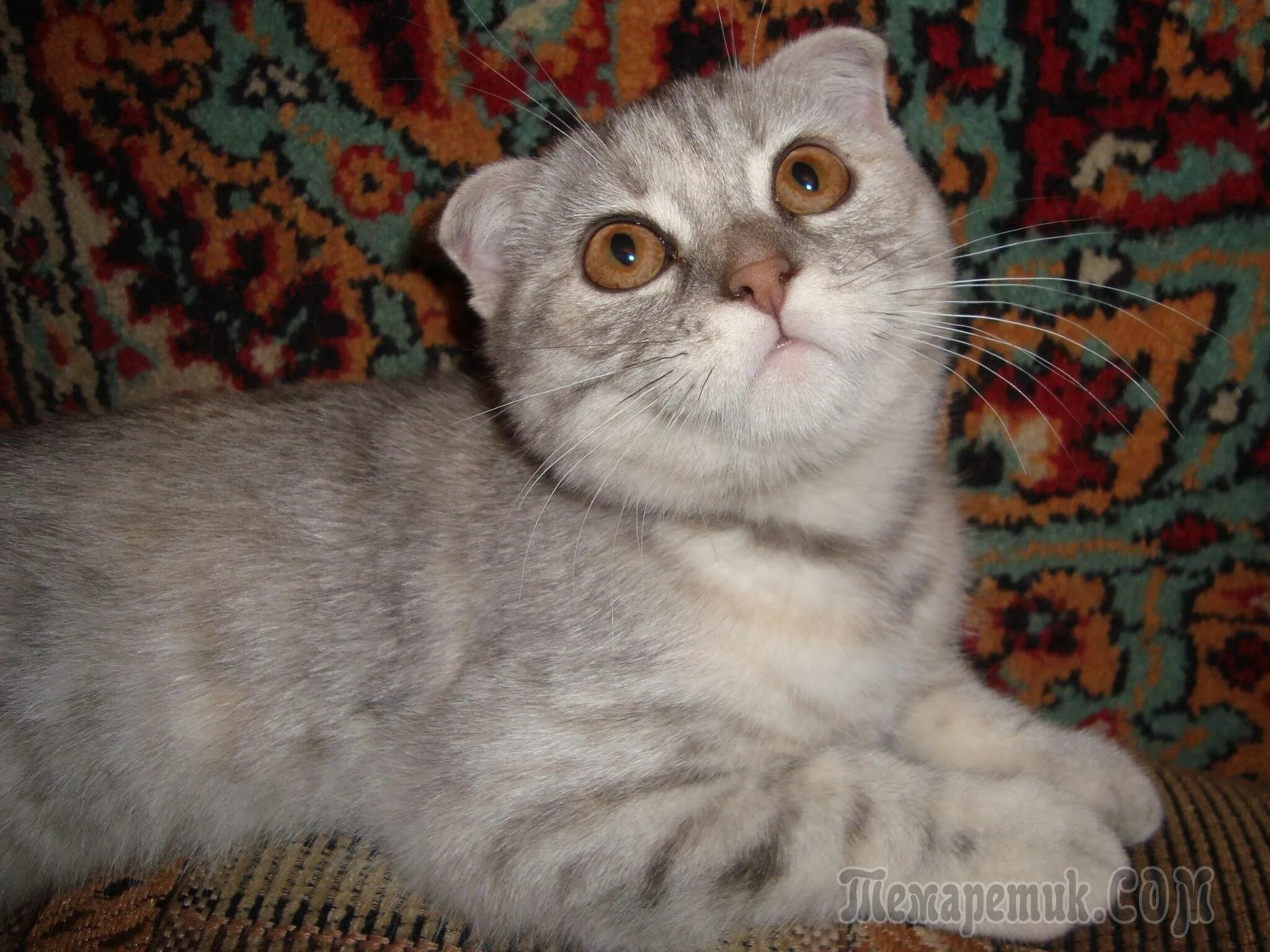 Шотландская вислоухая кошка метис. Помесь шотландской вислоухой. Шотландская вислоухая кошка метис. Шотландская вислоухая кошка метис. Британская вислоухая кошка метис.