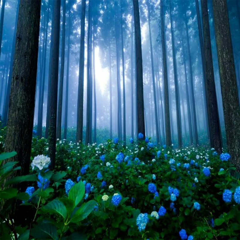 синий лес. синий лес туман. халлербос бельгия. за голубыми лесами. за голубыми лесами.