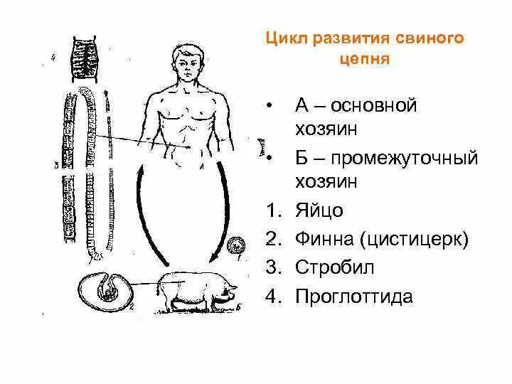 Какая стадия свиного цепня разовьется. Цикл развития свиного солитера схема. Жизненный цикл свиного солитера схема. Цикл развития свиного цепня. Жизненный цикл свиной цепень схема.