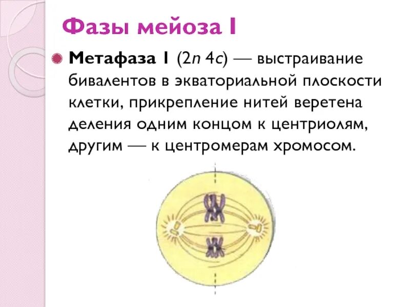 Биваленты выстраиваются по экватору