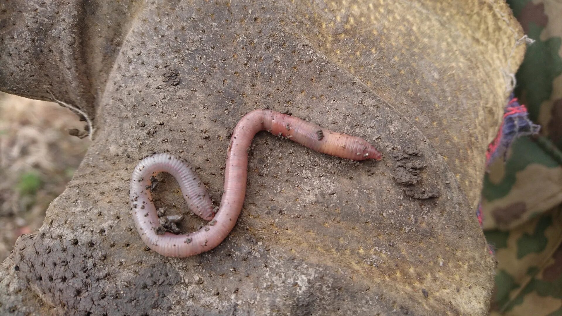 Земляной кольчатый червь Палус. Обыкновенный дождевой червь. Червь Земляной (Lumbricus terrestris). Почему появляются черви