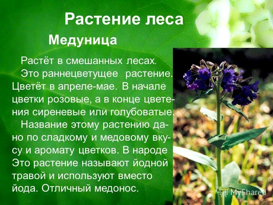 Сообщение про растение 4 класс окружающий мир. Раннецветущее растение медуница. медуница красная книга. доклад о растениях. рассказ о растении.