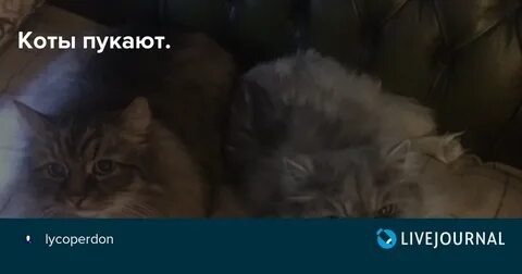 Коты пукают