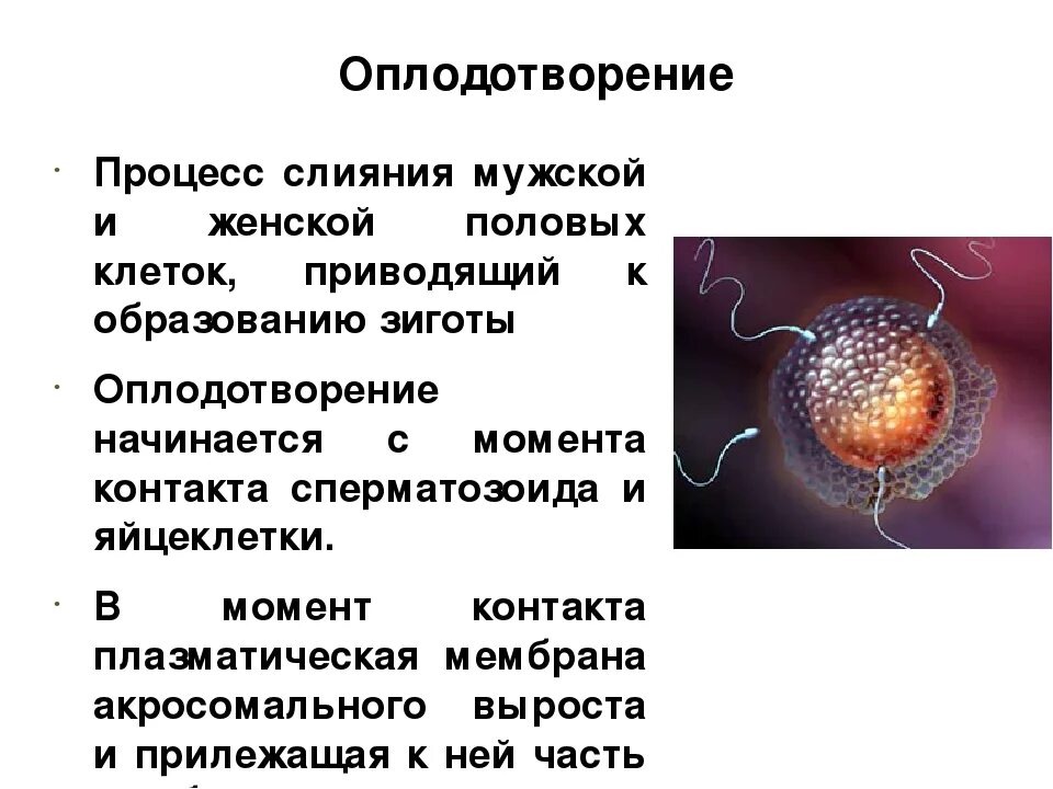 При слиянии спермия с центральной клеткой образуется. Строение гамет оплодотворение. Процесс оплодотворения клетки. Оплодотворение яйцеклетка сперматозоид зигота. Оплодотворение процесс слияния половых клеток строение.