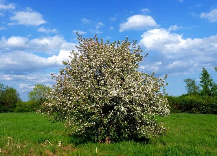 Дикая яблоня фото дерева