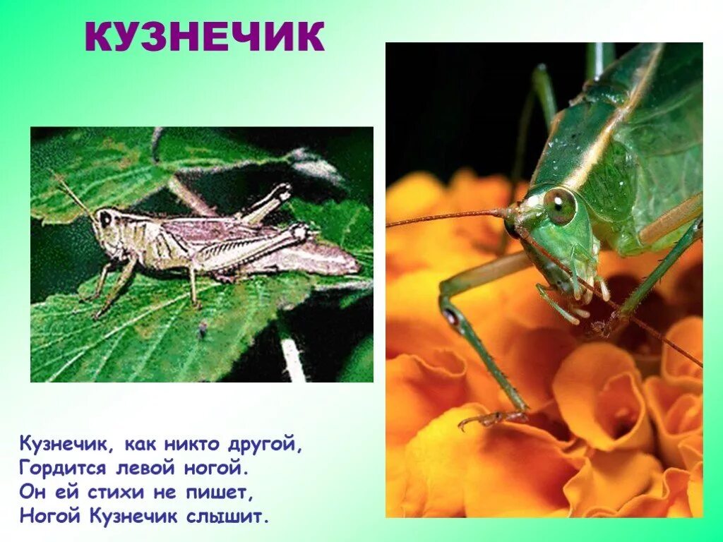 Как воспринимают информацию насекомые