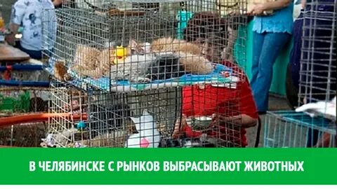 Птичий рынок продать котят