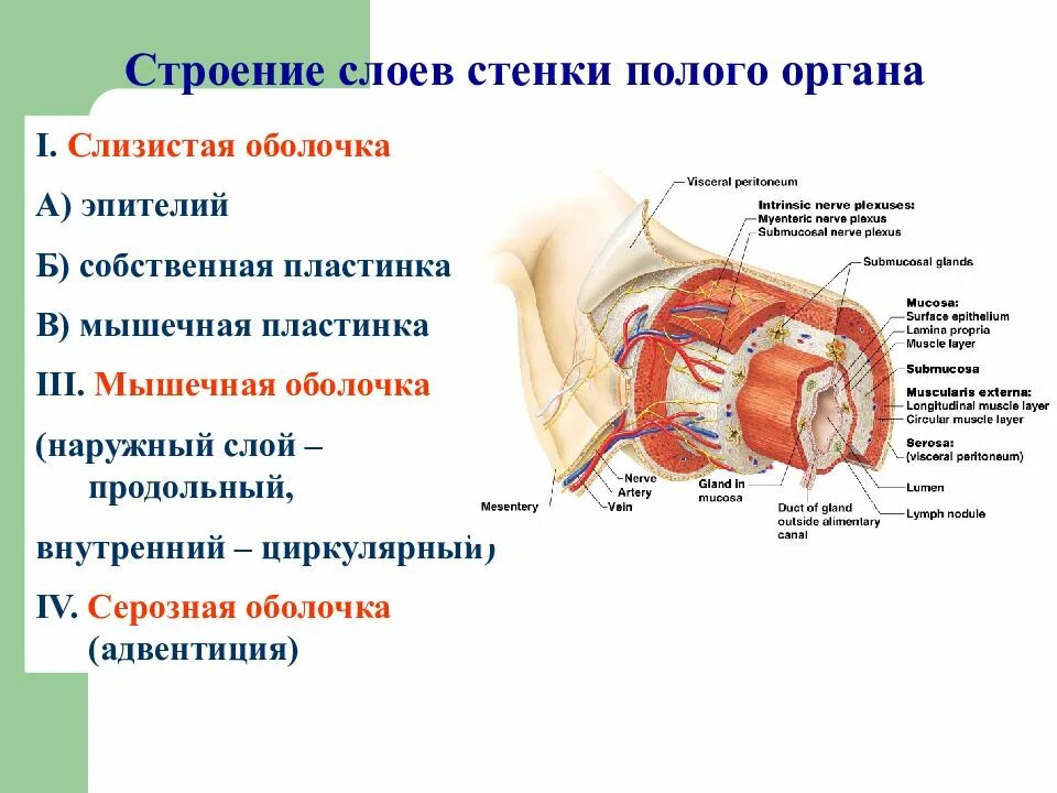 Трубчатый орган 5. Строение стенки полых внутренних органов. Строение стенки полого внутреннего органа. Строение стенки трубчатого органа. Общий план строения стенки внутренних полых органов.