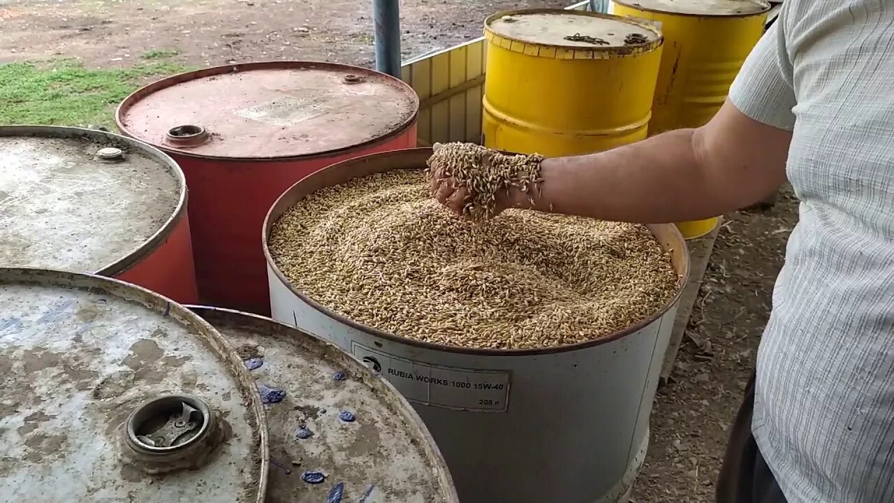 Пшеница и бочка. Емкость для зерна. Зерновые бочки.