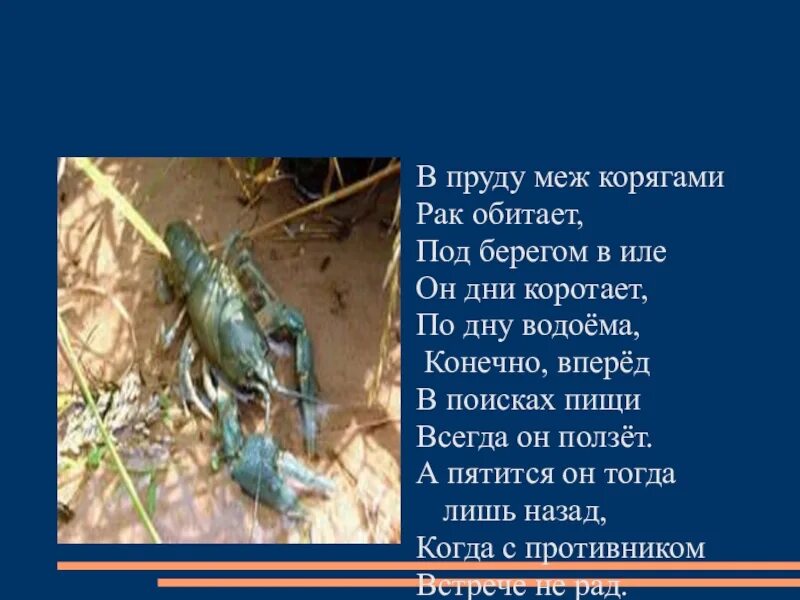 Как перемещается рак. По дну ползают раки.. рачьи стихи. стих под корягою. кто ползает по дну водоема.