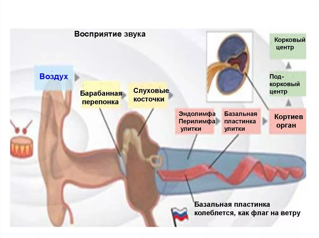 Ухо человека улавливает звук с частотой. Орган слуха косточки. Схема восприятия звука. Восприятие звука слуховые косточки. Эндолимфа и перилимфа.