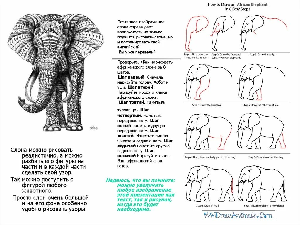 Elephant на русском языке. Схема рисования слона. Схематическое изображение слона. Части слона. Как нарисовать слона.