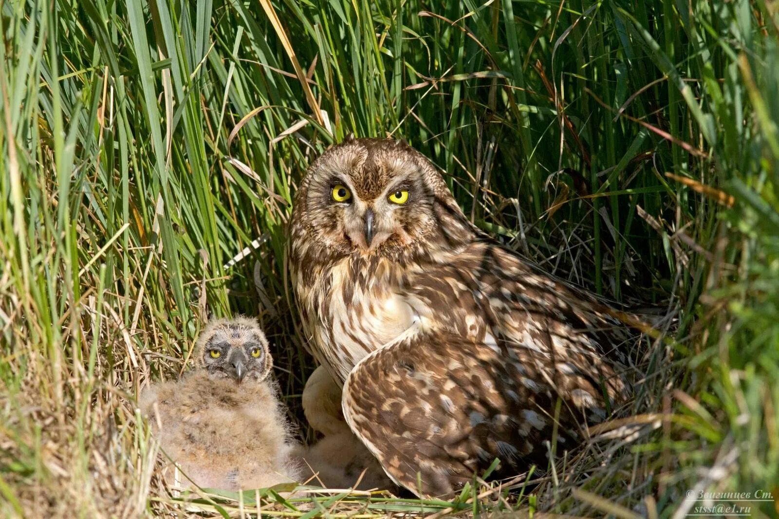 Сова орловка. Болотная сова (asio flammeus). болотная сова птенец. болотная сова гнездо. совенок болотной совы.