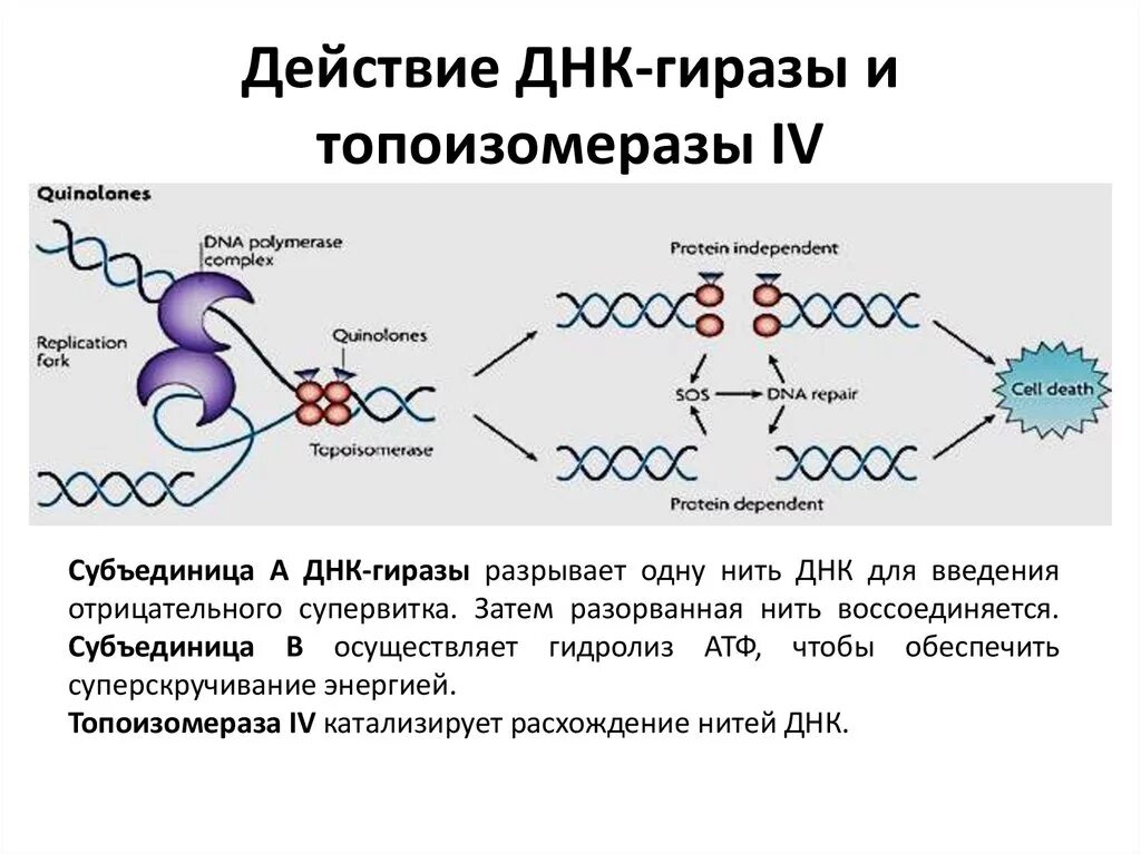 Образование новой днк. ДНК топоизомераза функции. ДНК топоизомераза 1 и 2. Топоизомераза 4. Топоизомераза и гираза.