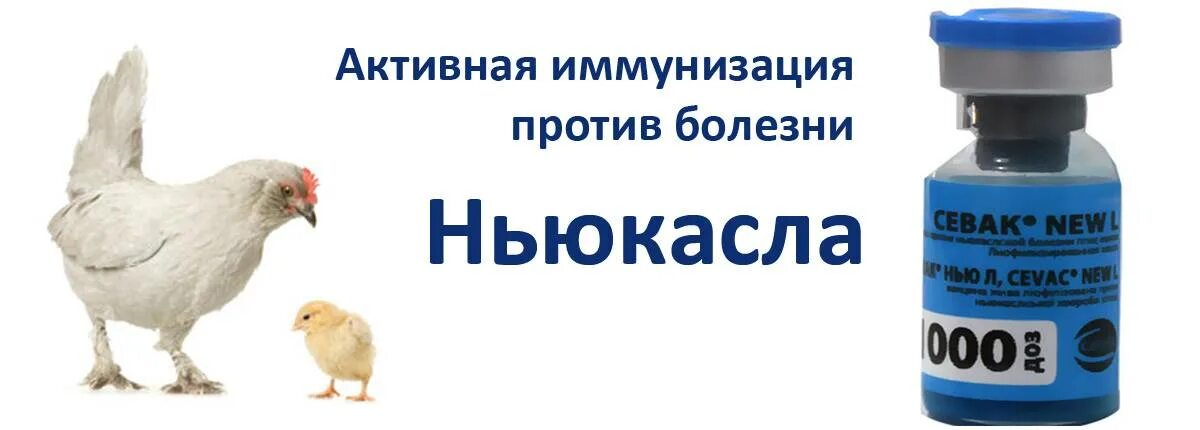 Против ньюкаслской болезни. Ньюкаслская болезнь птиц вакцина. Профилактика ньюкаслской болезни птиц. Вакцинация кур от Ньюкасла.