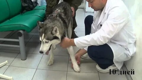 Собаки после инсульта