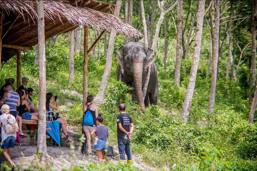 Elephant sanctuary park. Элефант парк Пхукет. Центр реабилитации слонов Пхукет. Заповедник слонов Пхукет. Санктуарий слонов Пхукет.