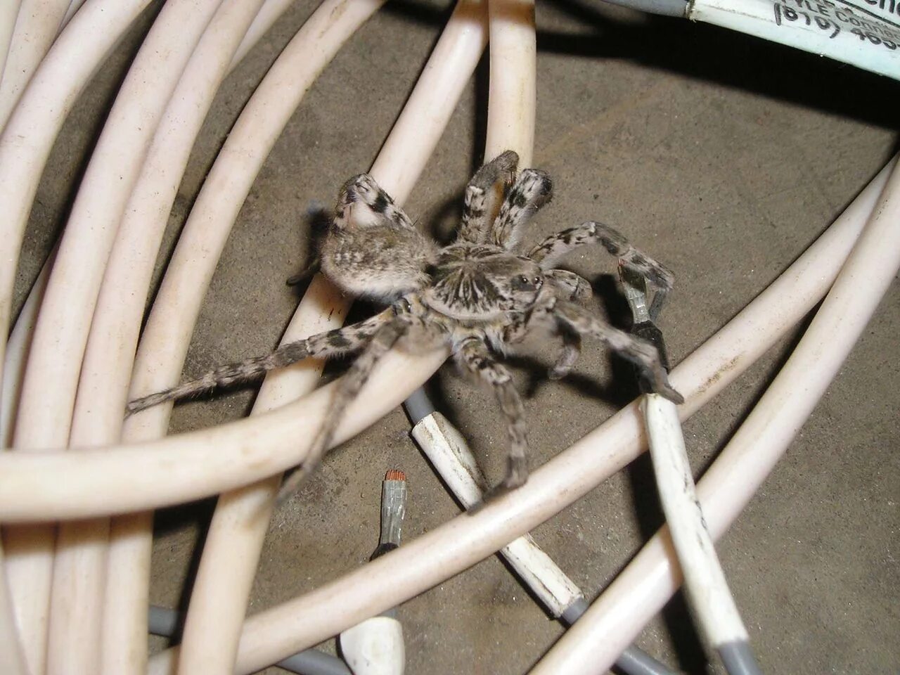 Определить вид паука по фото. Распознать паука. Домашние пауки. Крестовик сибирский паук сибирский. Цементный паук.