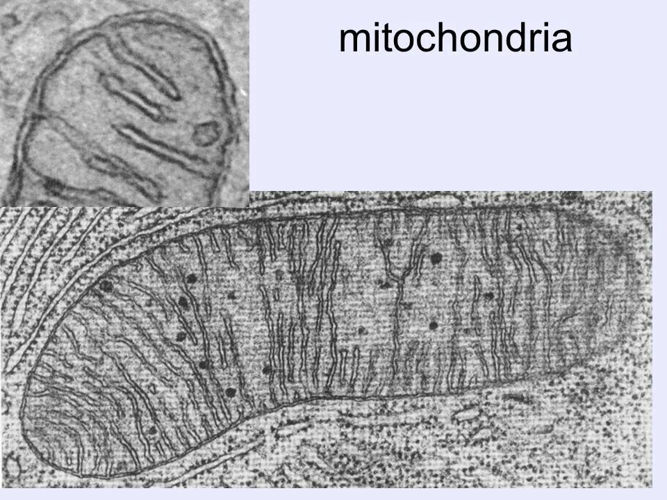 строение митохондрии микрофотография. электронные микрофотографии органоидов клетки. электронные микрофотографии органелл клетки. митохондрия электронная микрофотография. митохондрии электронная микроскопия.