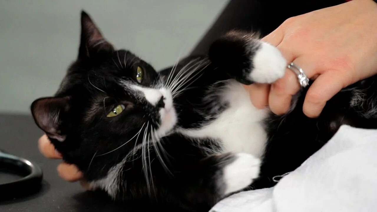Caring cat