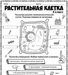 Растительная клетка - 5 класс - Ботаника - Строение клетки