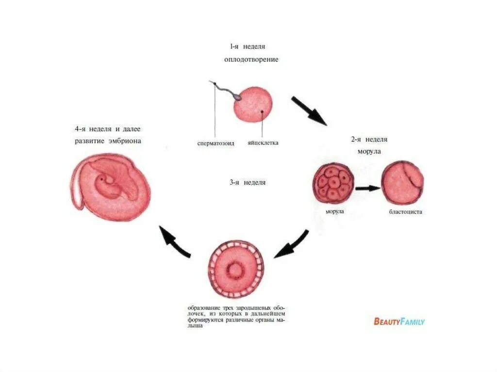 Оплодотворение: этапы развития эмбриона. Оплодотворение беременность периоды внутриутробного развития. Оплодотворение этапы развития плода. Развитие плода по неделям после зачатия. Неделя после зачатия что происходит