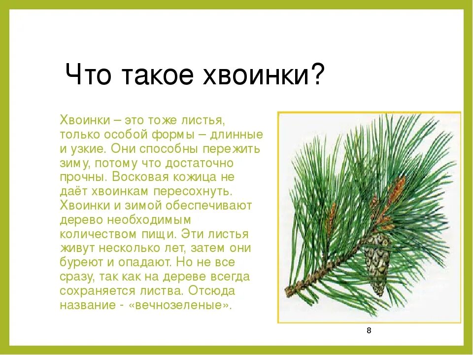 Что такое хвоинки. Иголки ели и сосны. Иглы хвойных деревьев. Хвоинки сосны.