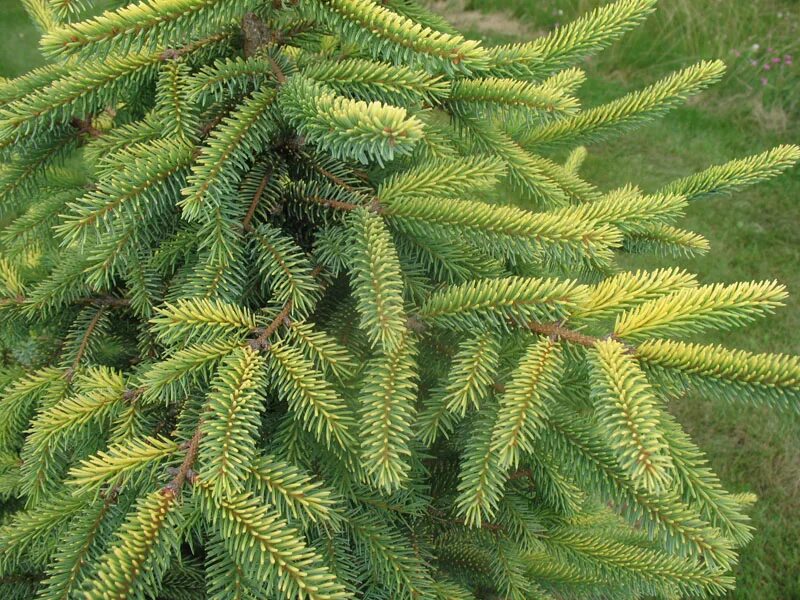 Ель черная Picea Mariana. Picea Mariana – ель Мариана.