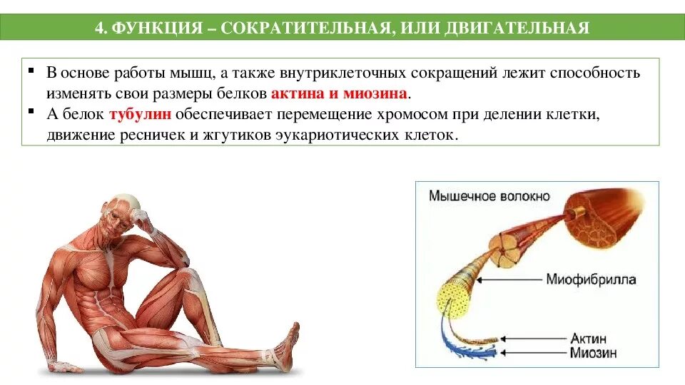 Работа и функции мышц. Сократительная функция белков. Двигательная функция белка. Сократительные белки актин и миозин функции. Сократительная двигательная функция белков.