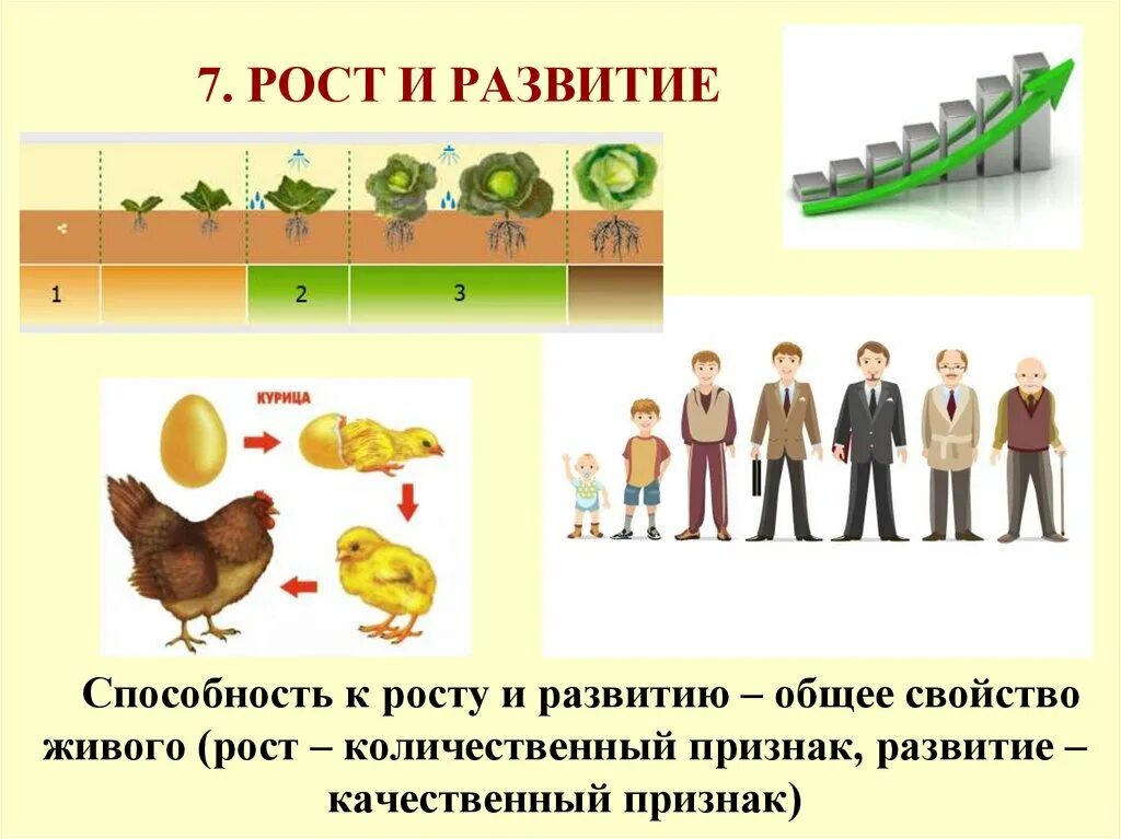 Развитие живых организмов. Рост и развитие живых организмов. Рост и развитие свойства живых организмов. Рост свойство живых организмов.